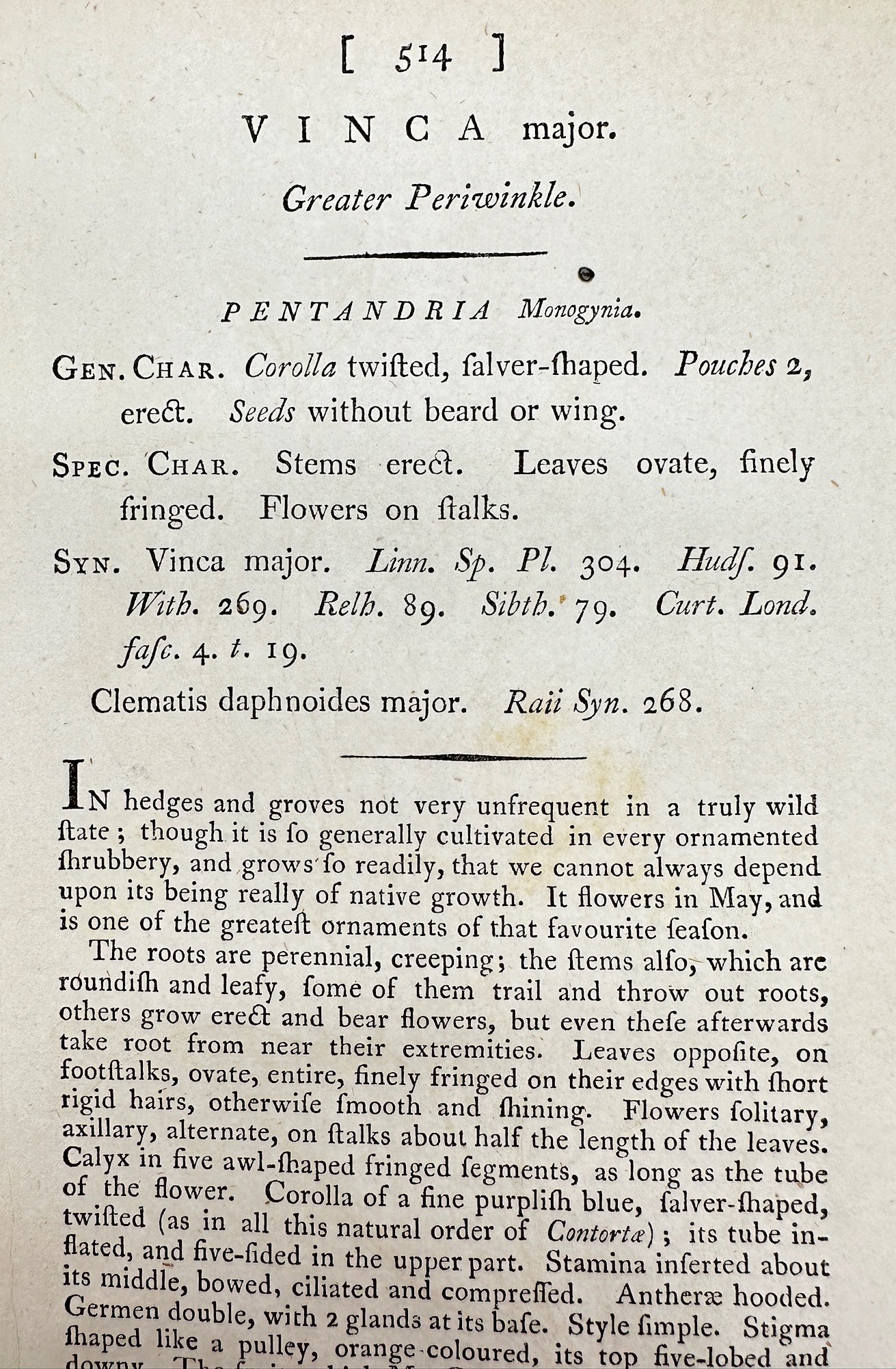 Antique Botanical Print - James Sowerby - Vinca Major - Greater Periwinkle - F1