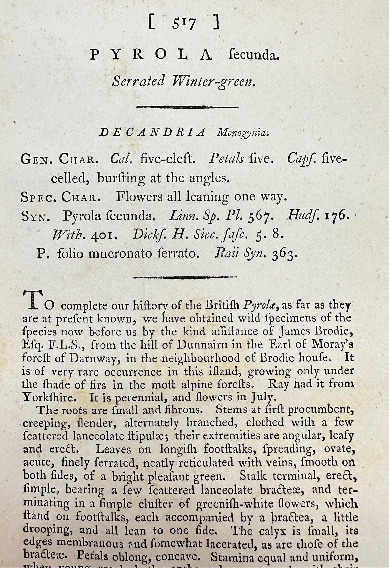 Antique Print - James Sowerby - Pyrola Fecunda - Serrated Winter-green - F1