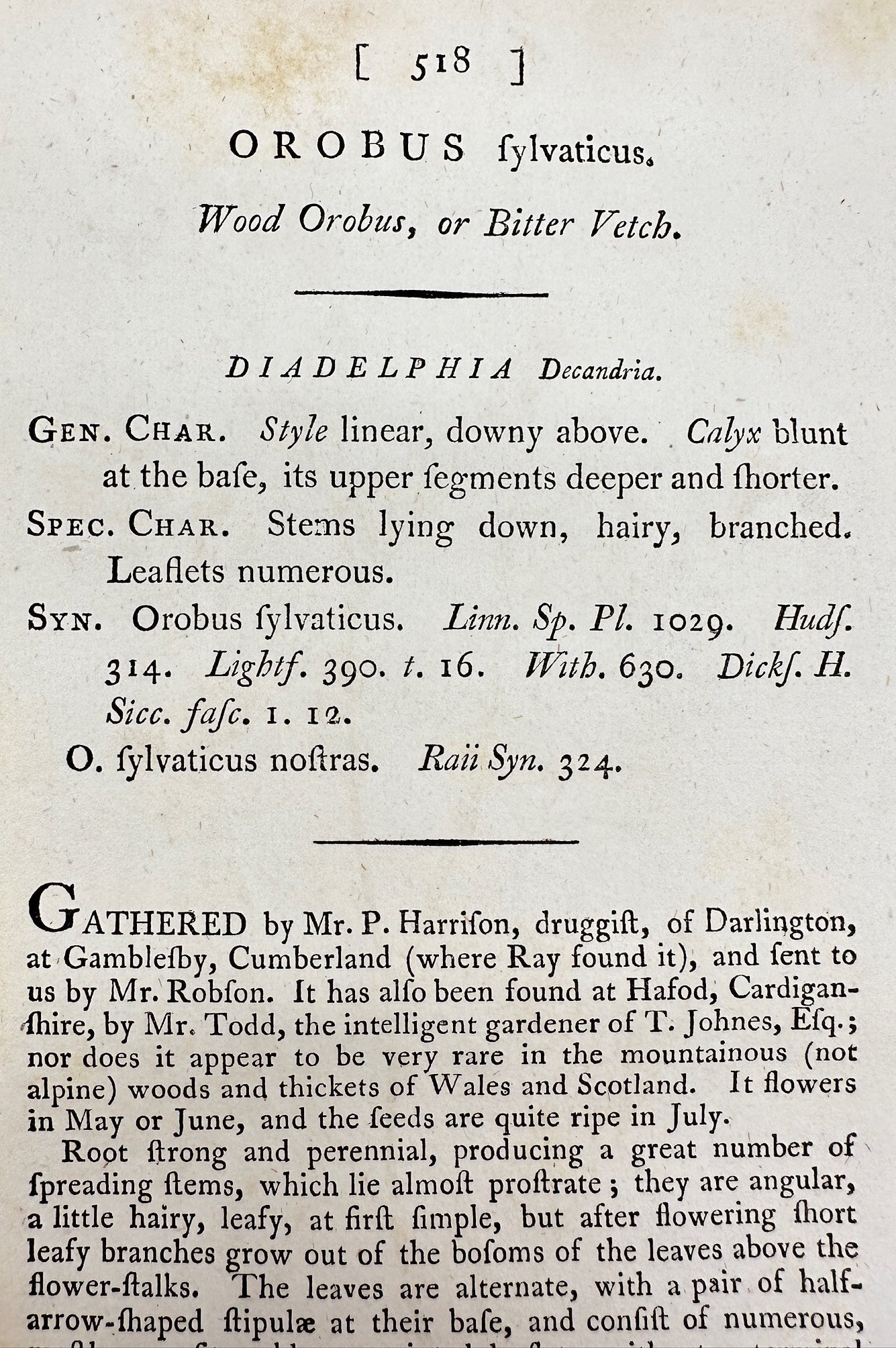 Antique Botanical Print - James Sowerby - Orobus Fylvaticus - Wood Orobus - F1
