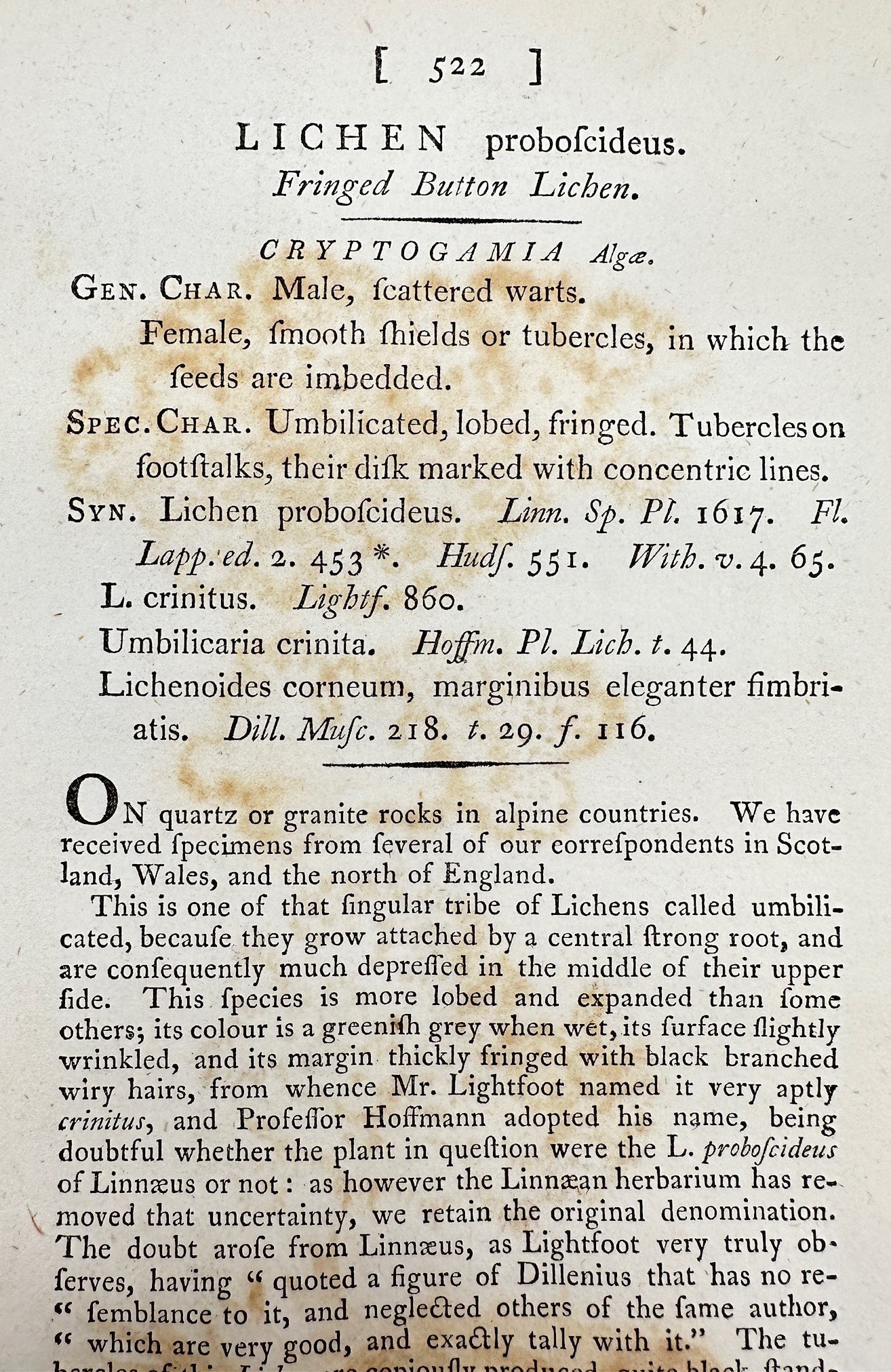 Antique Print - James Sowerby - Lichen Proboſcideus - Fringed Button Lichen - F1