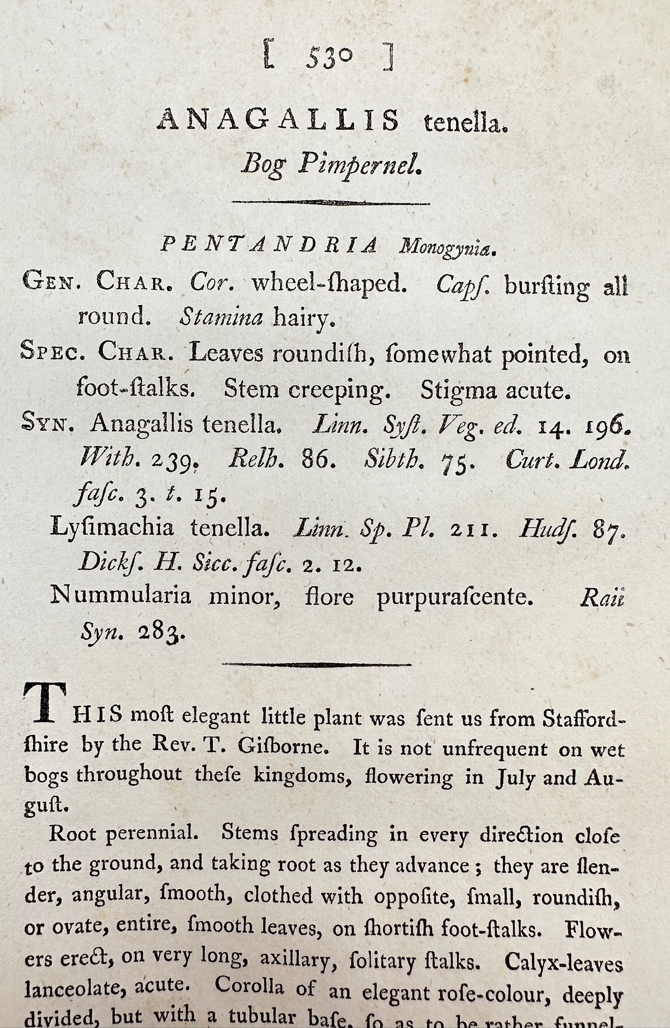 Antique Botanical Print - James Sowerby - Anagallis Tenella - Bog Pimpernel - F1