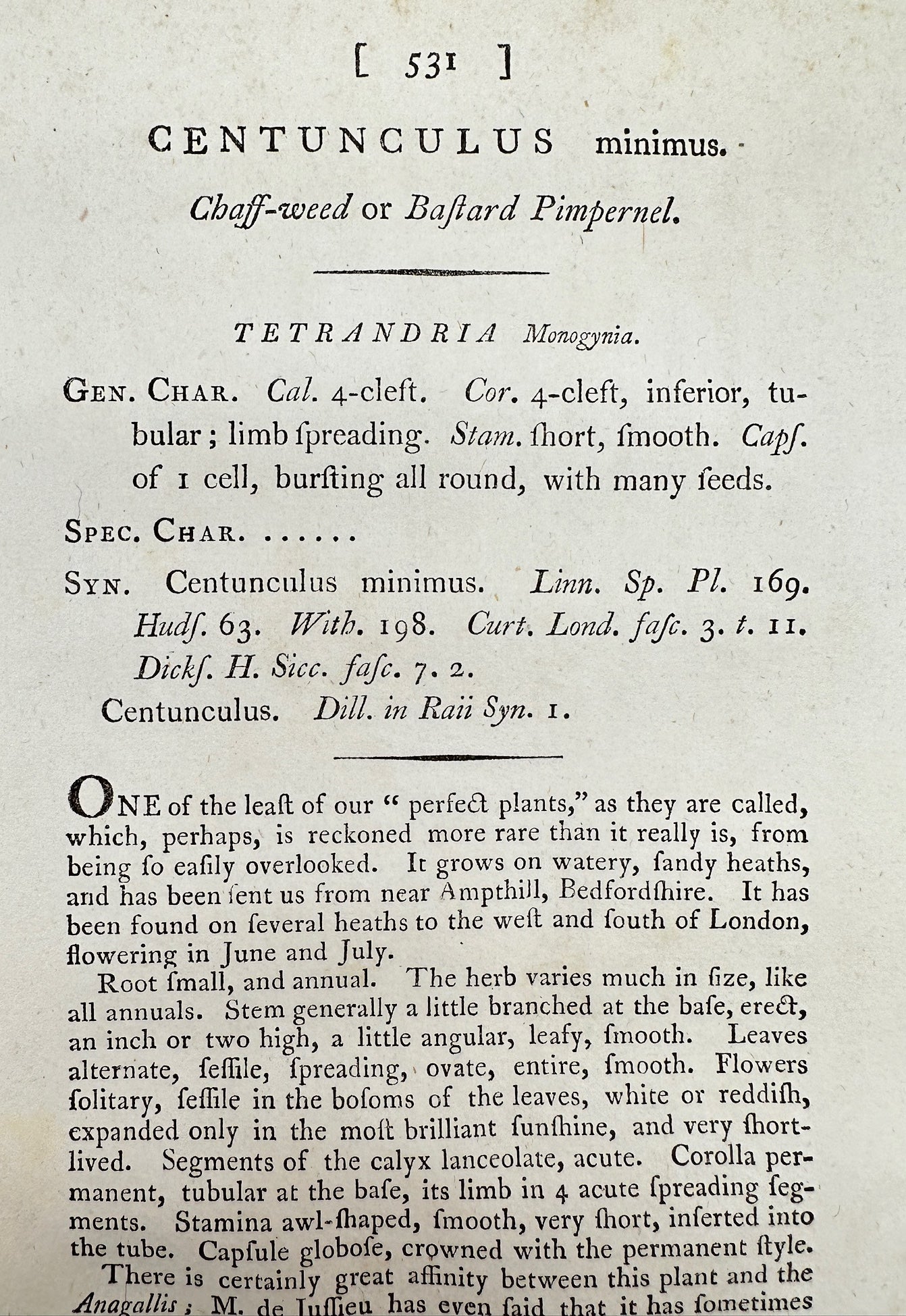 Antique Botanical Print - James Sowerby - Centunculus Minimus - Chaff-weed - F1