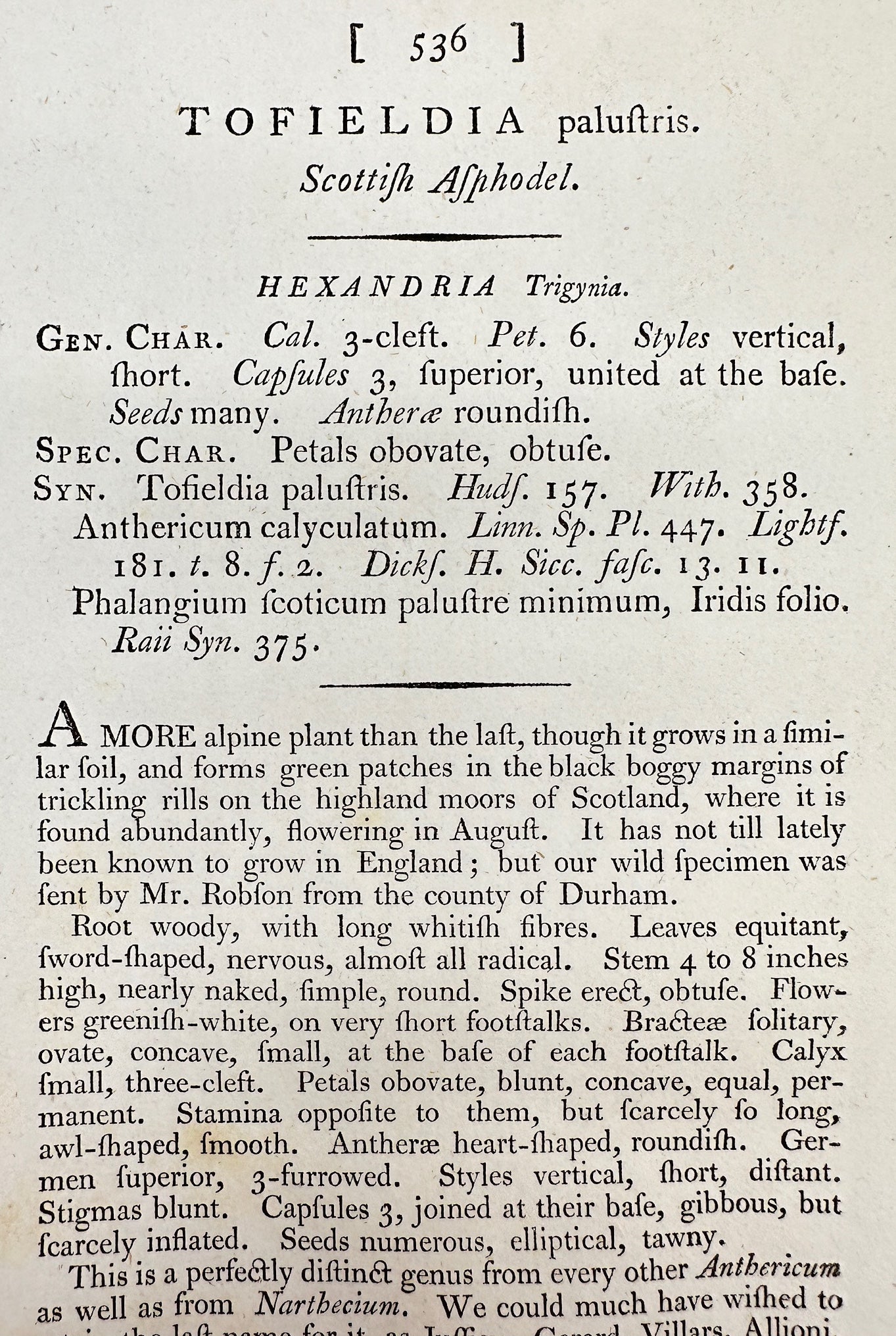 Antique Print - James Sowerby - Tofieldia Palustris - Scottish Asphodel - F1