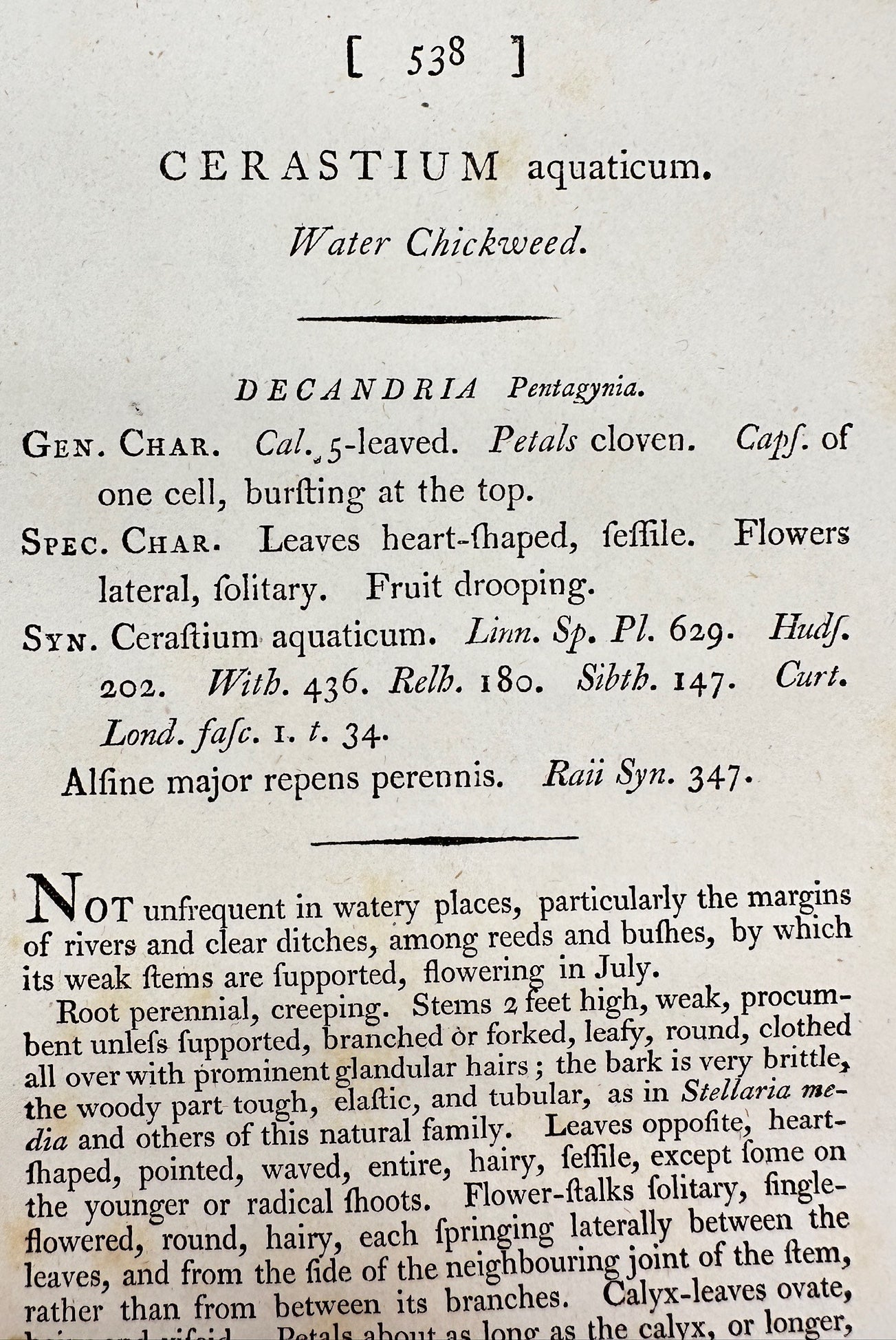 Antique Print - James Sowerby - Cerastium Aquaticum - Water Chickweed - F1