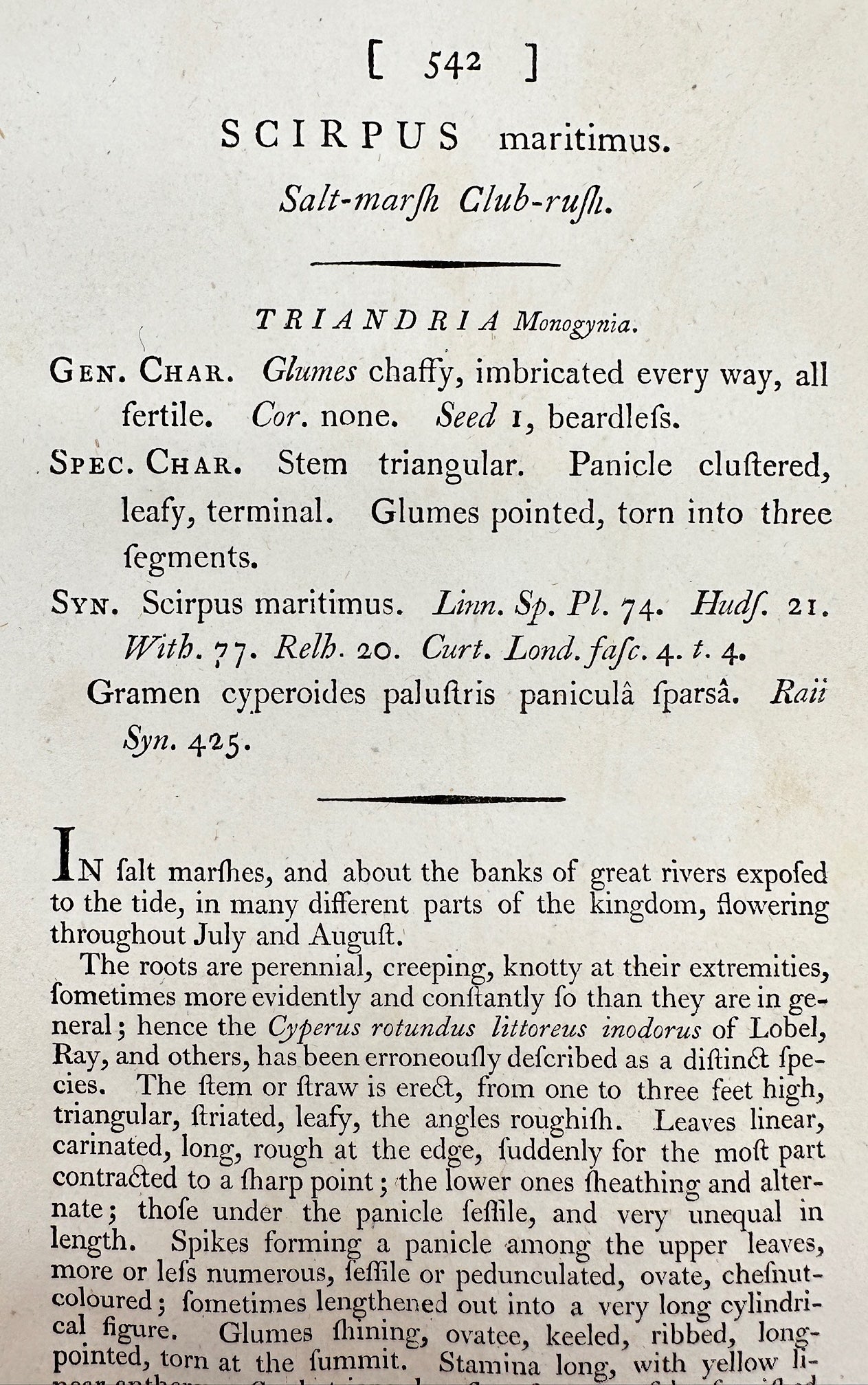 Antique Print - James Sowerby - Scirpus Maritimus - Salt-marsh Club-rush - F1