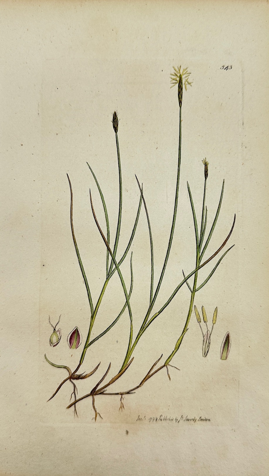 Antique Botanical Print - James Sowerby - Carex Dioica - Small Carex - F1