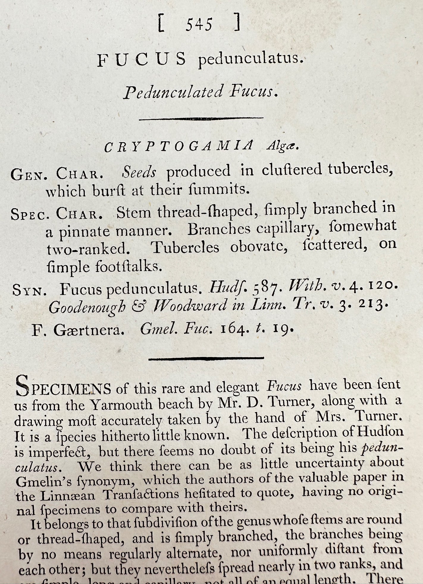 Antique Print - James Sowerby - Fucus Pedunculatus - Pedunculated Fucus - F1