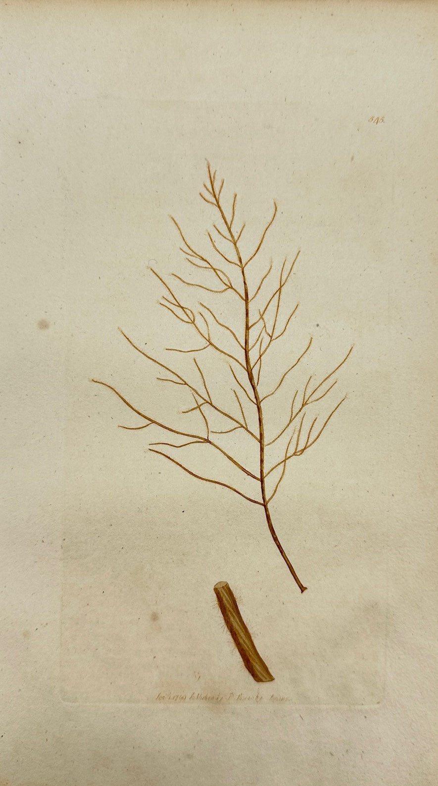 Antique Print - James Sowerby - Fucus Pedunculatus - Pedunculated Fucus - F1