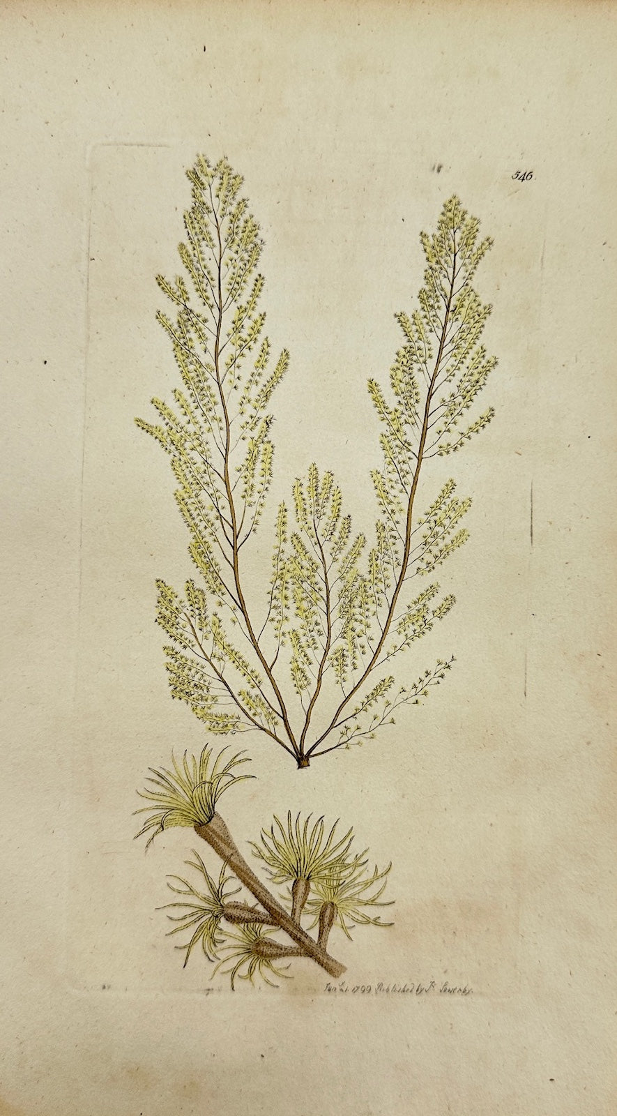 Antique Botanical Print - James Sowerby - Conferva Villofa - Hairy Conferva - F1