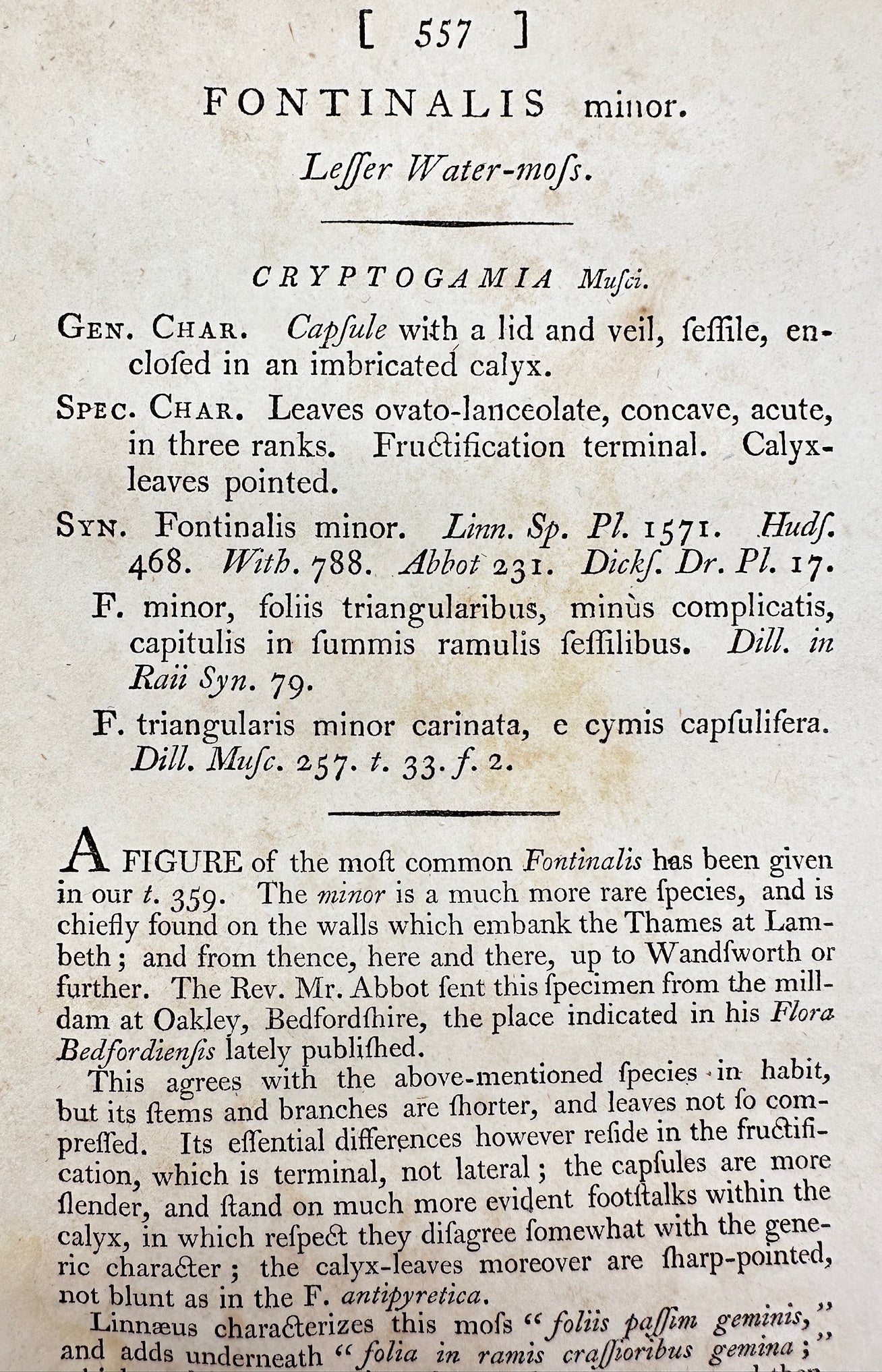 Antique Print - James Sowerby - Fontinalis Minor - Leffer Water-moss - F1