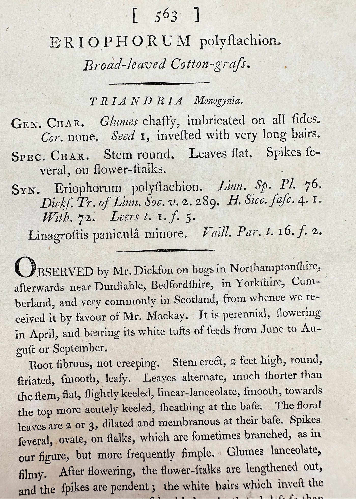 Antique Print - Eriophorum Polyſtachion - Broad-leaved Cotton-grafs - F1