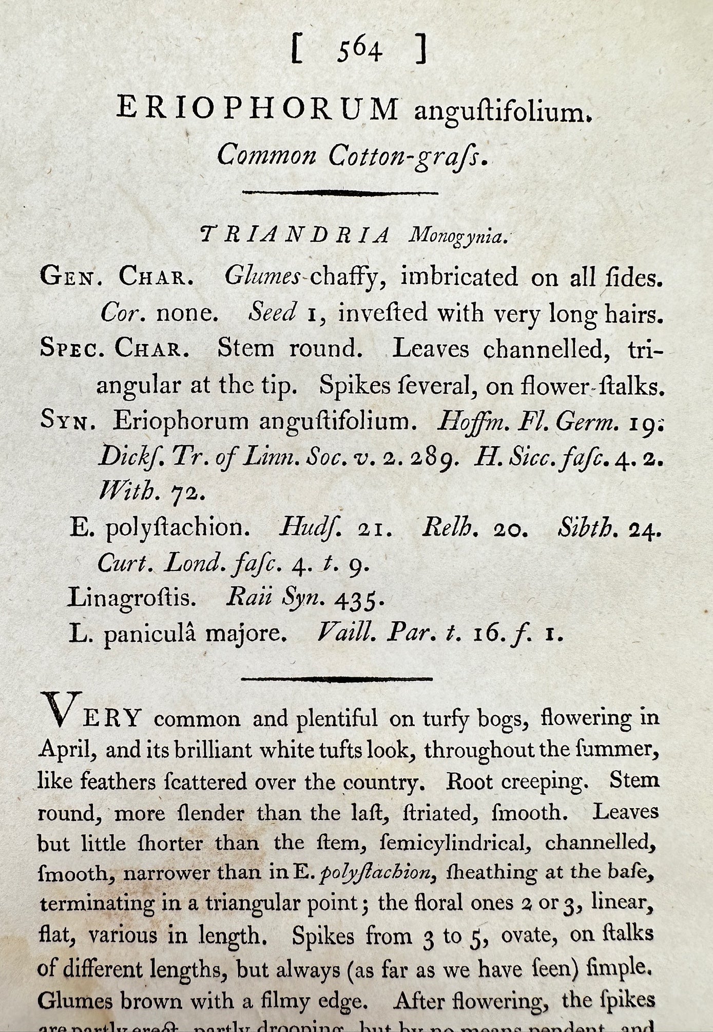 Antique Print - Sowerby - Eriophorum Angustifolium - Common Cotton-grafs - F1