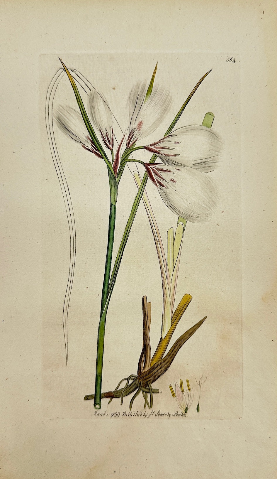 Antique Print - Sowerby - Eriophorum Angustifolium - Common Cotton-grafs - F1