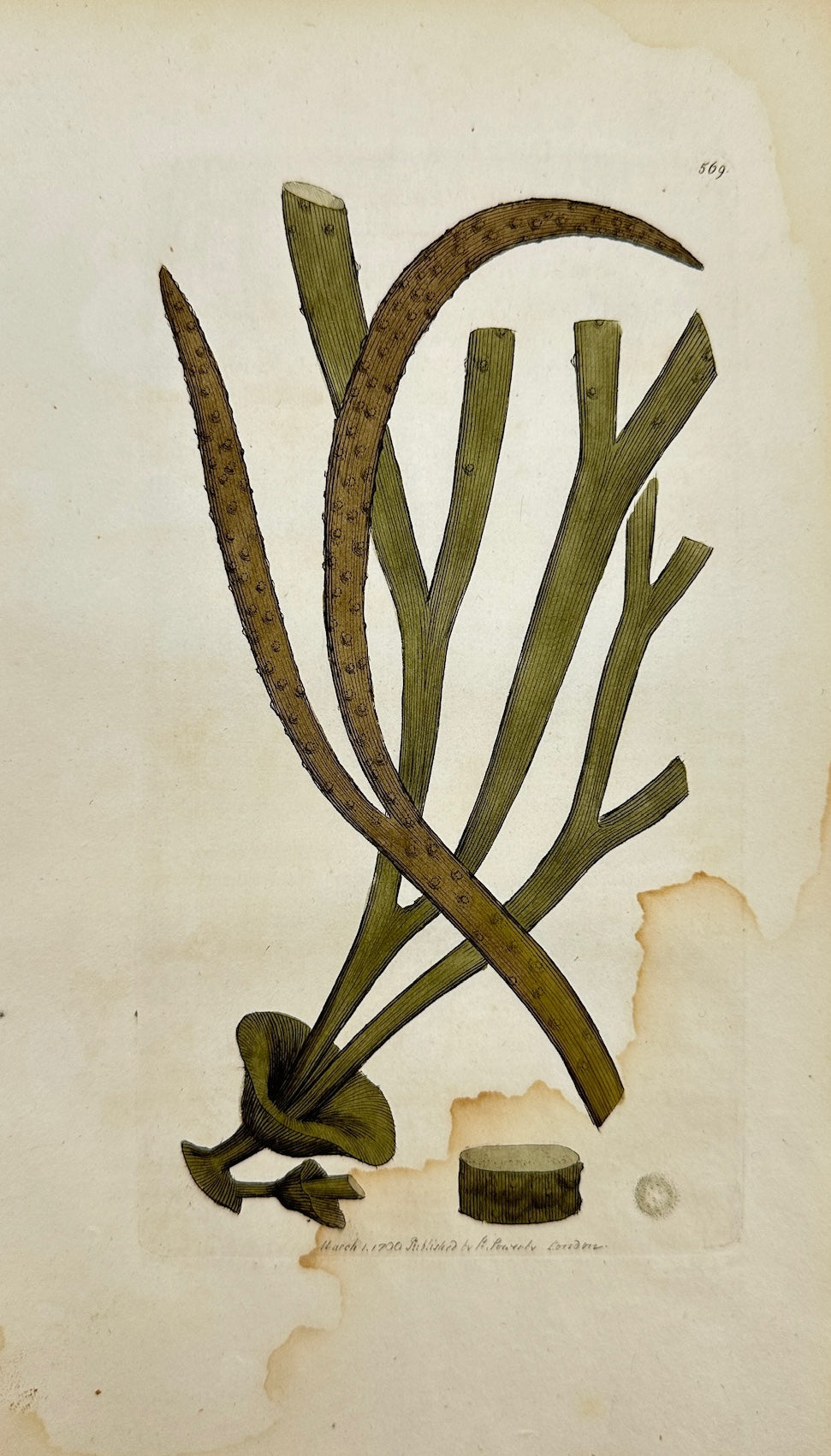 Antique Botanical Print - James Sowerby - Fucus Loreus - Thong Fucus - F1