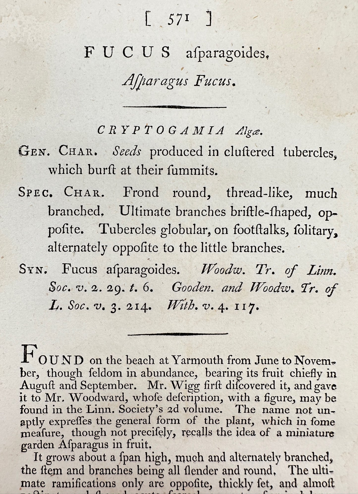 Antique Print - James Sowerby - Fucus Afparagoide - Asparagus Fucus - F1