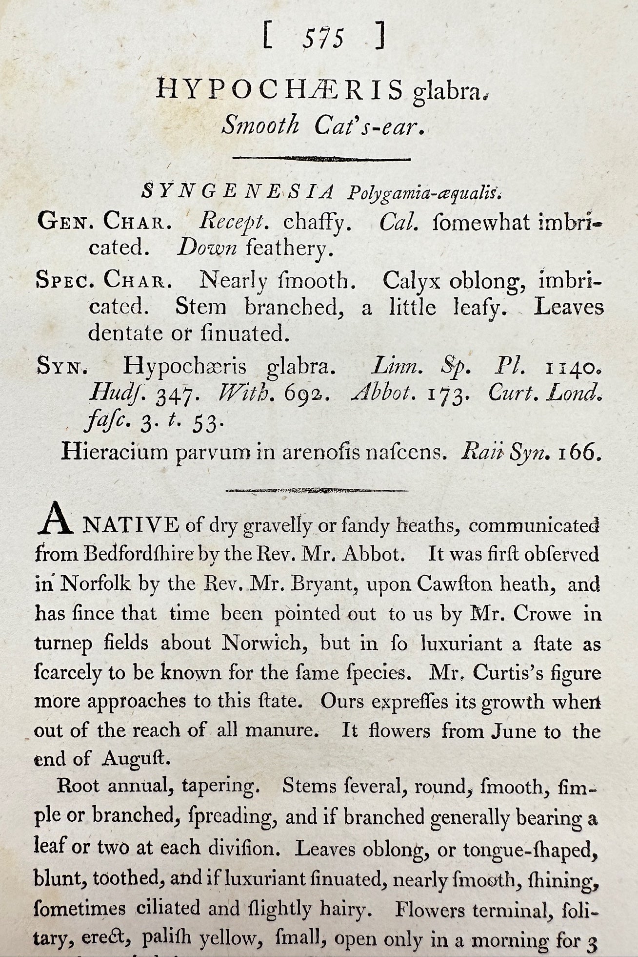 Antique Print - James Sowerby - Hypochaeris Glabra - Smooth Cat's-ear - F1