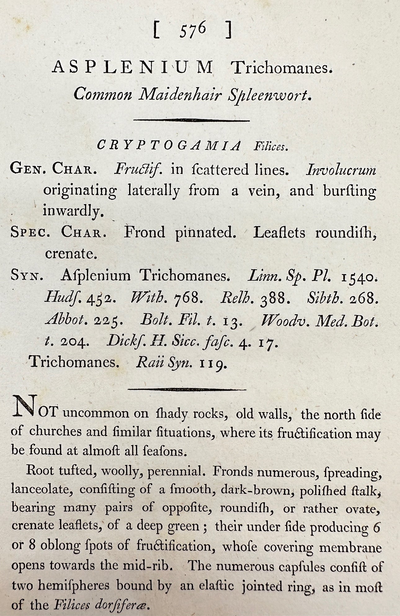 Antique Print - Asplenium Trichomanes - Common Maidenhair Spleenwort - F1