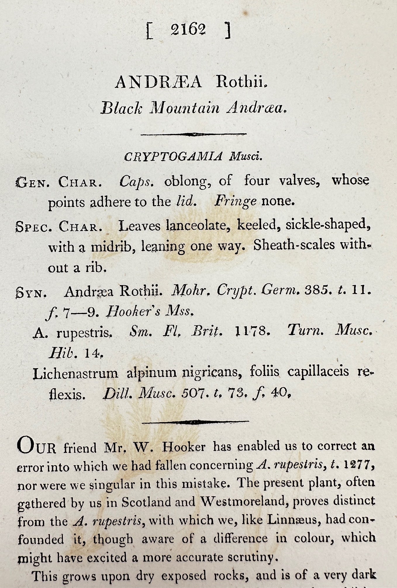 Antique Print - James Sowerby - Andraea Rothii - Black Mountain Andraa - F1