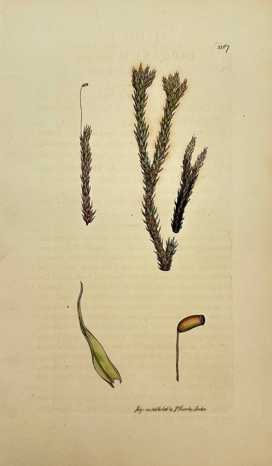 Antique Print - James Sowerby - Dicranum Spurium - Broad-leaved Fork-moss - F1