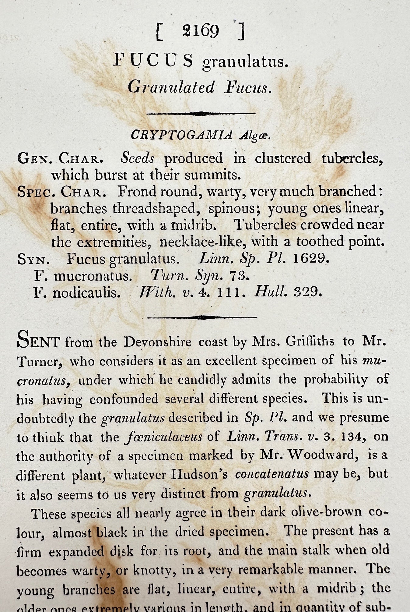 Antique Print - James Sowerby - Fucus Granulatus - Granulated Fucus - F1
