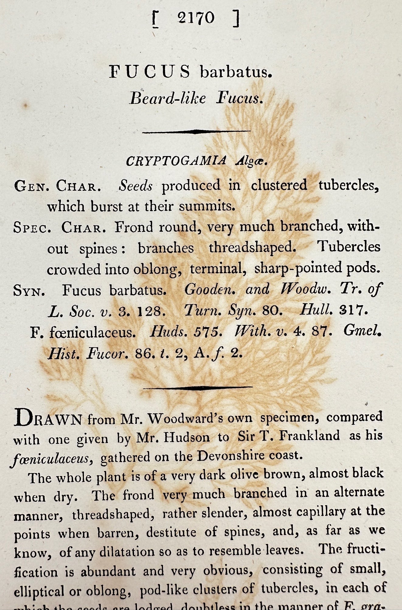 Antique Botanical Print - James Sowerby - Fucus Barbatus - Beard-like Fucus - F1