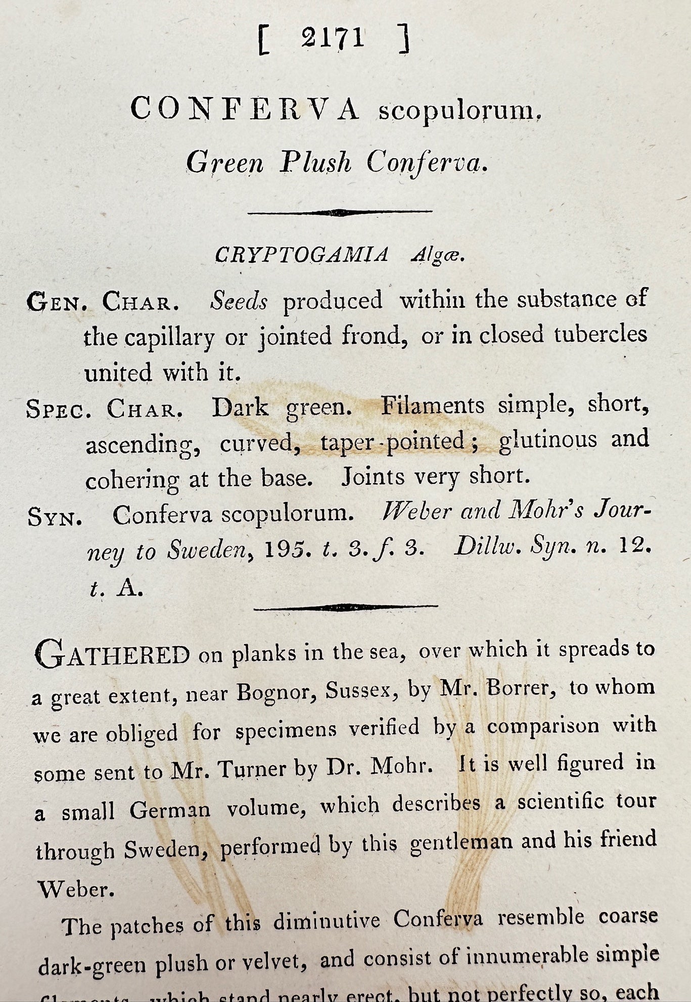 Antique Print - James Sowerby - Conferva Scopulorum - Green Plush Conferva - F1