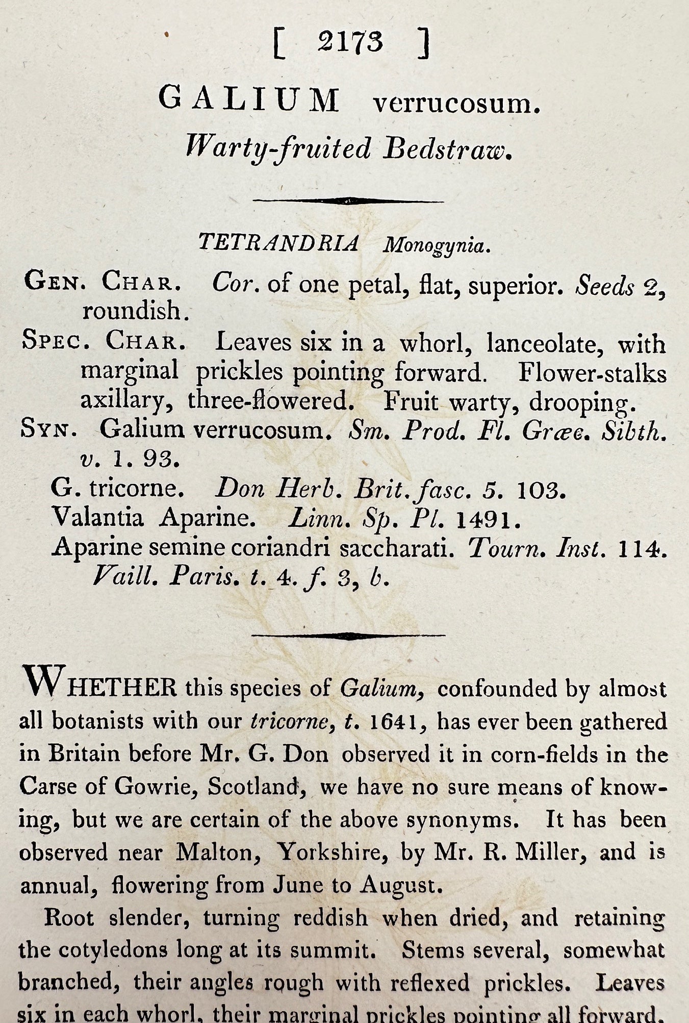 Antique Print - James Sowerby - Galium Verrucosum - Warty-fruited Bedstraw - F1