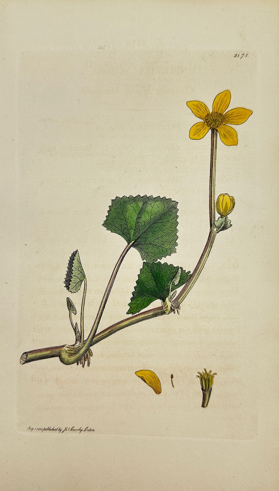 Antique Print - James Sowerby - Caltha Radicans - Creeping Marsh Marigold - F1