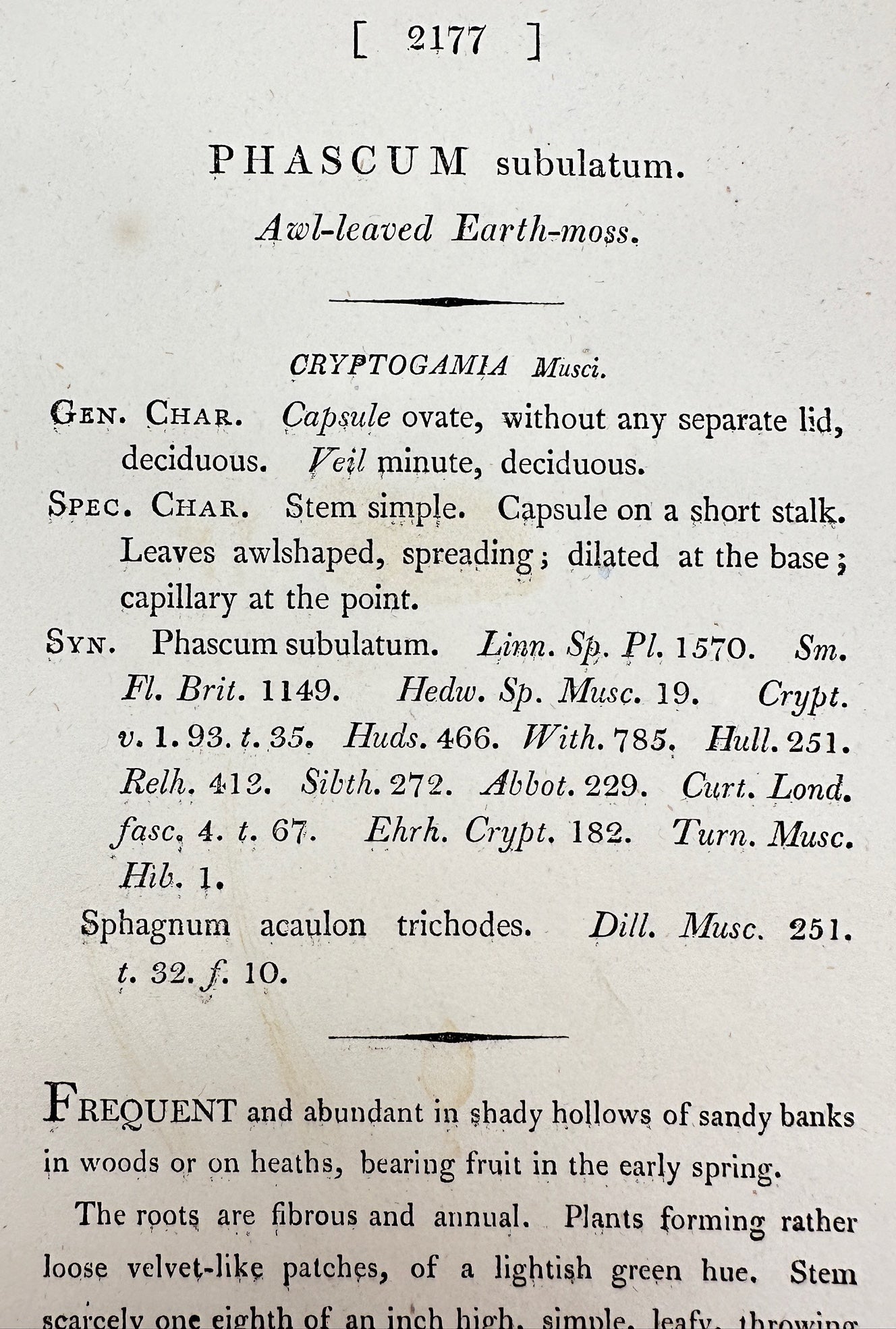 Antique Print - James Sowerby - Phascum Subulatum - Awl-leaved Earth-moss - F1