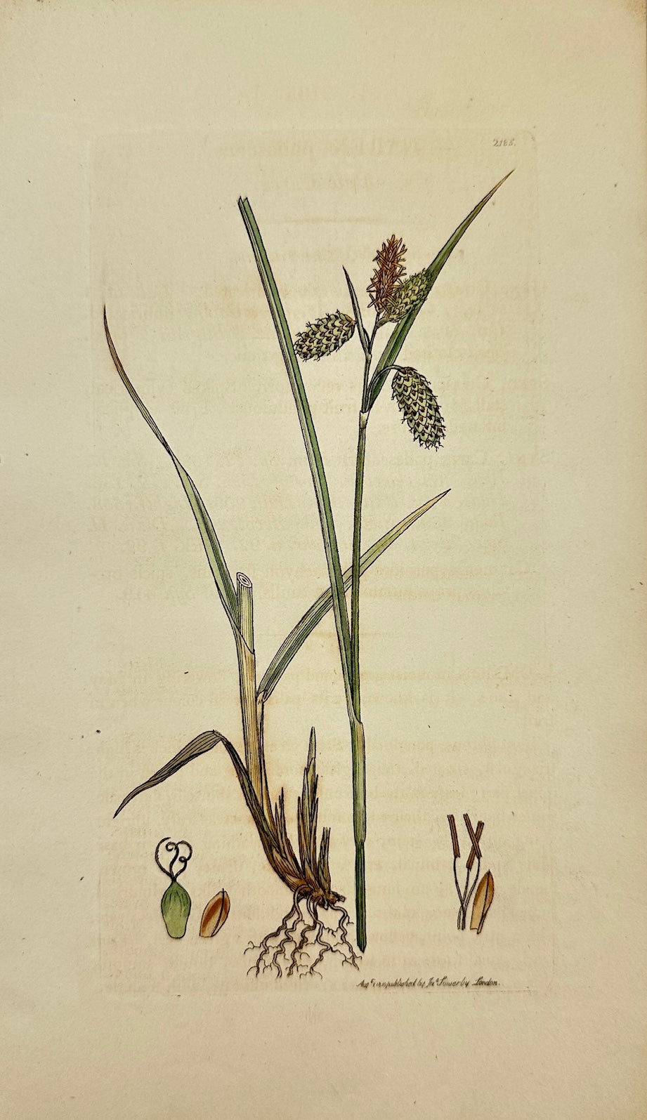 Antique Botanical Print - James Sowerby - Carex Pallescens - Pale Carex - F1