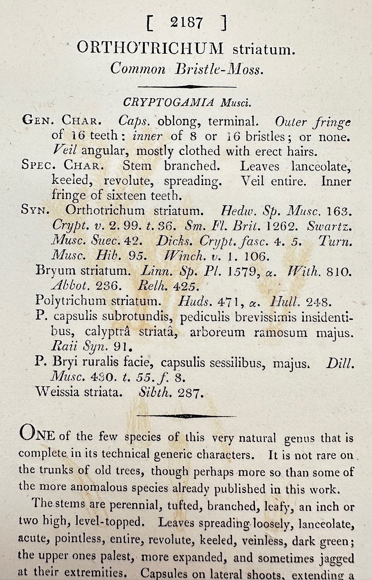 Antique Print - James Sowerby - Orthotrichum Striatum - Common Bristle-Moss - F1