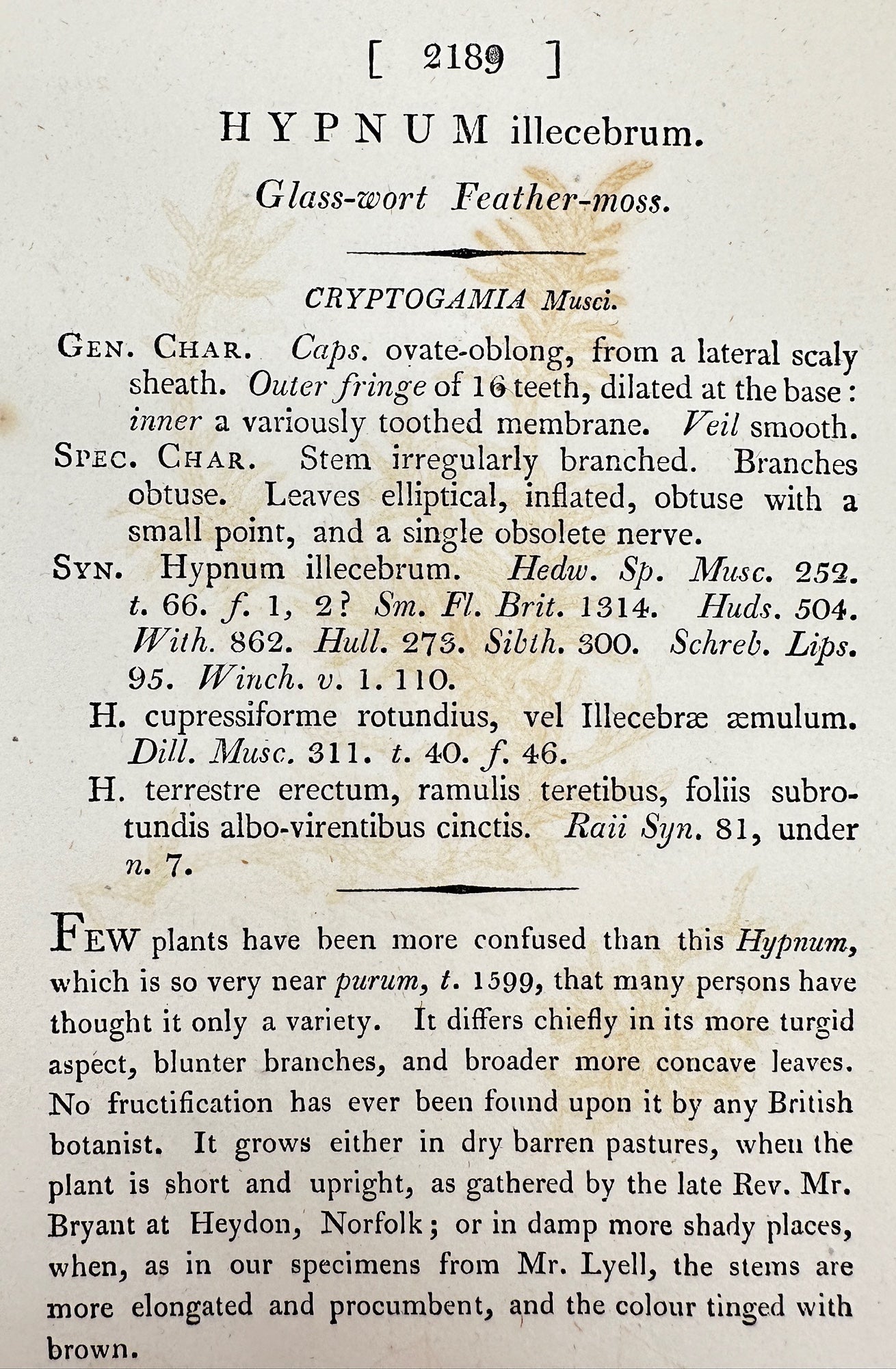 Antique Print - James Sowerby - Hypnum Illecebrum - Glass-wort Feather-moss - F1