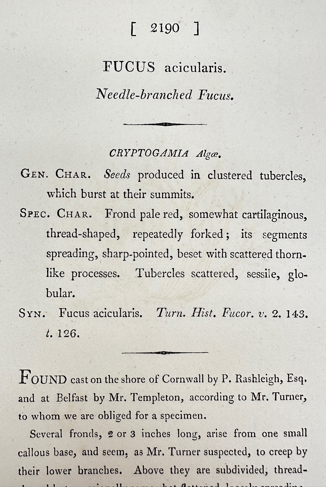 Antique Print - James Sowerby - Fucus Acicularis - Needle-branched Fucus - F1