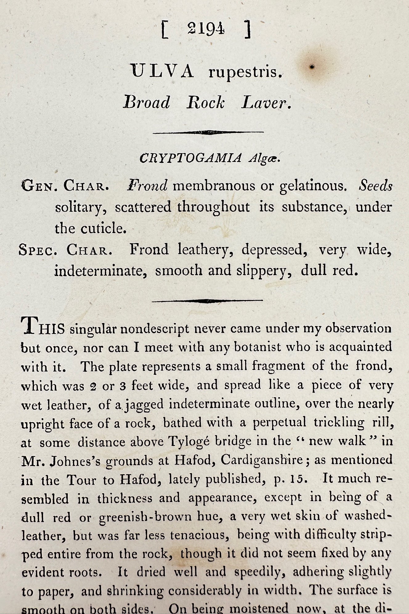 Antique Botanical Print - James Sowerby - Ulva Rupestr - Broad Rock Laver - F1