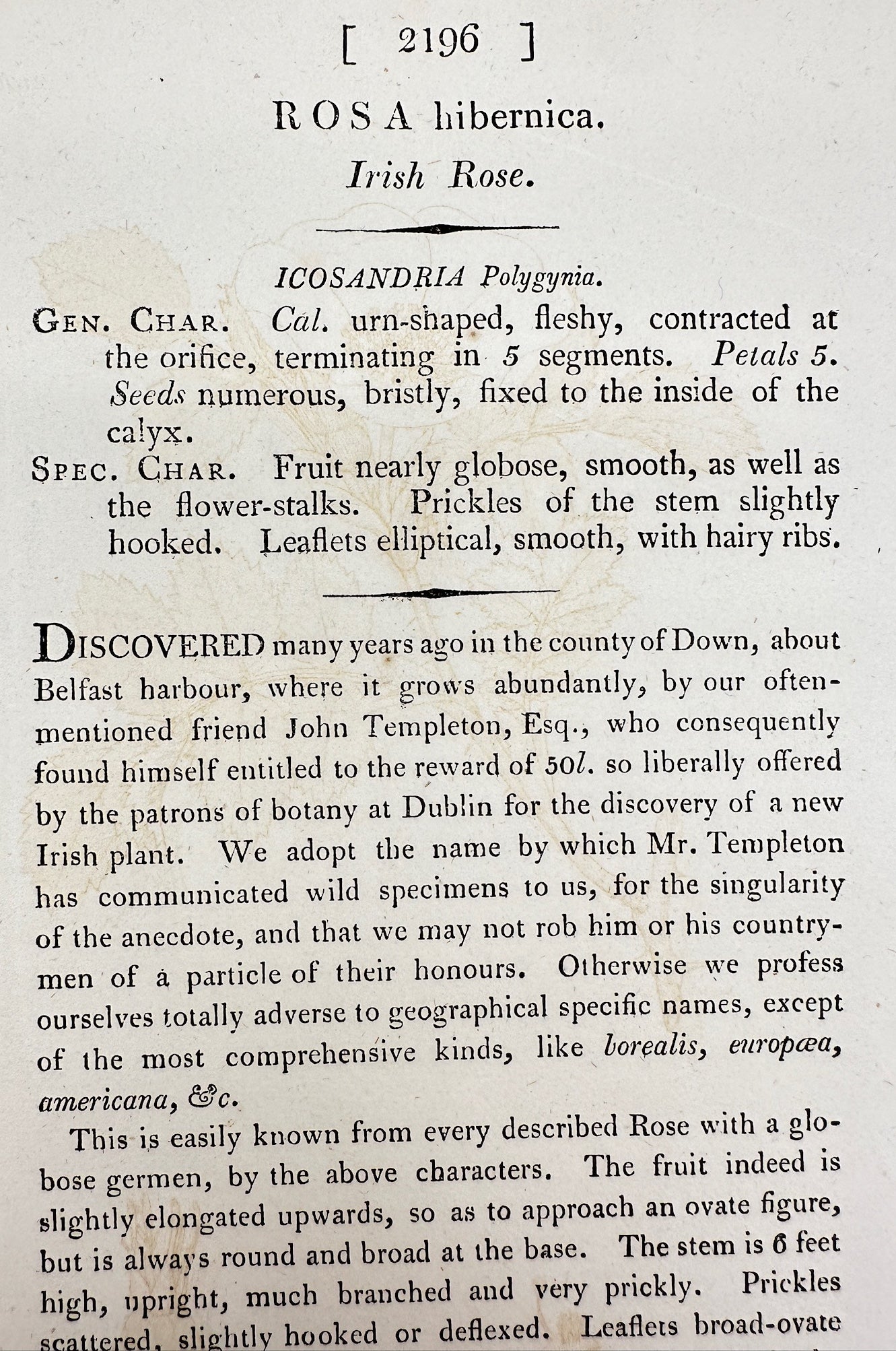 Antique Botanical Print - James Sowerby - Rosa Hibernica - Irish Rose - F1