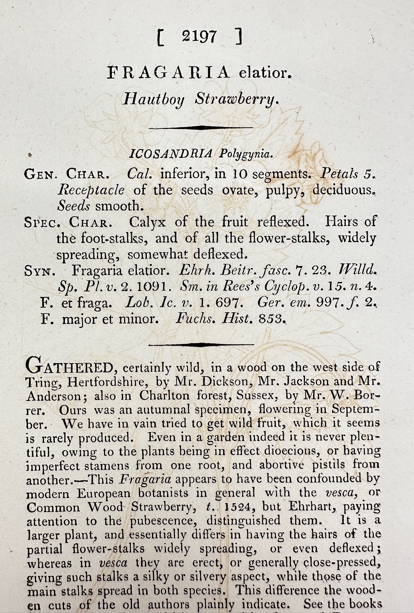 Antique Print - James Sowerby - Fragaria Elatior - Hautboy Strawberry - F1