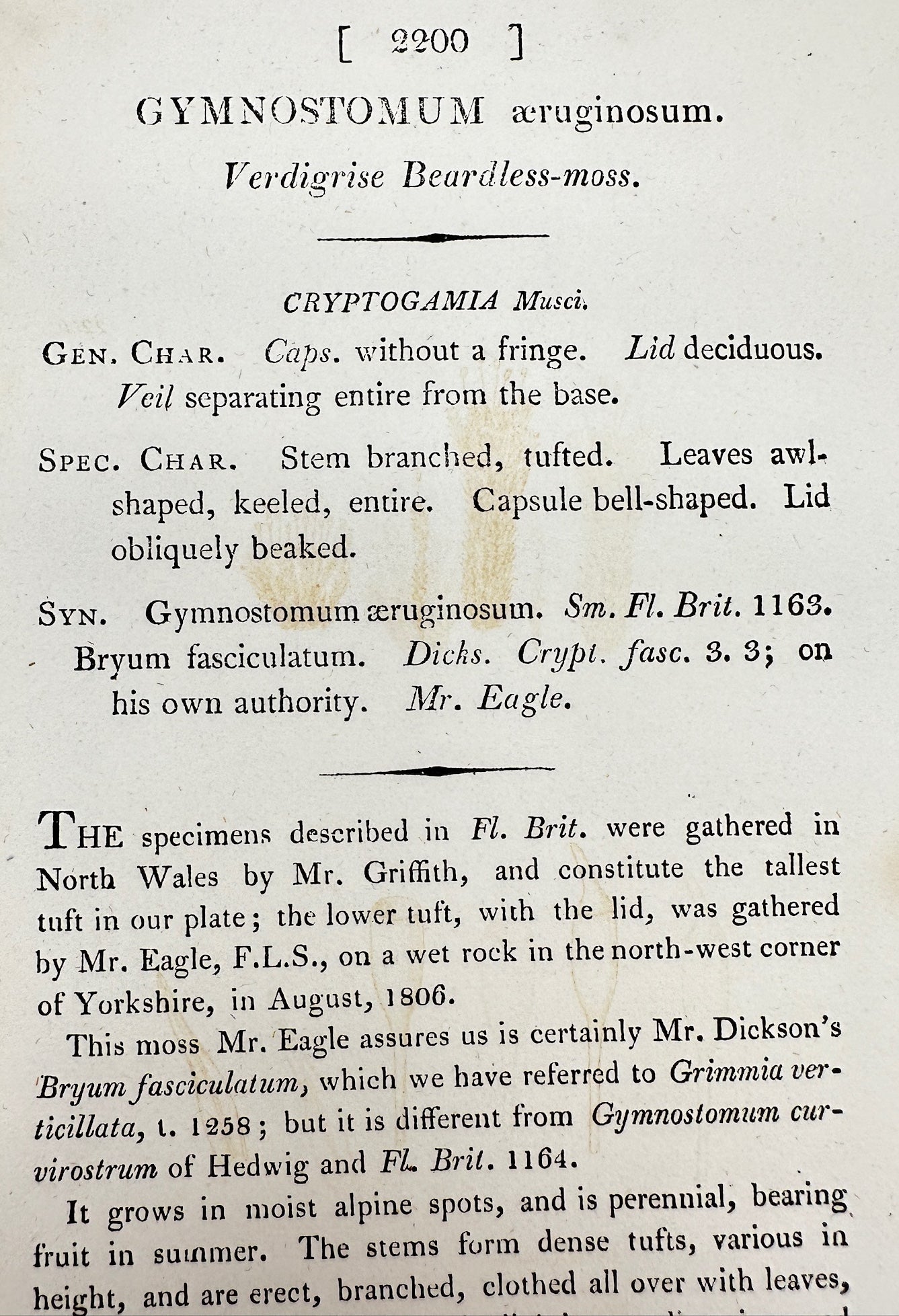 Antique Print - Gymnostomum æruginosum - Verdigrise Beardless-moss - F1