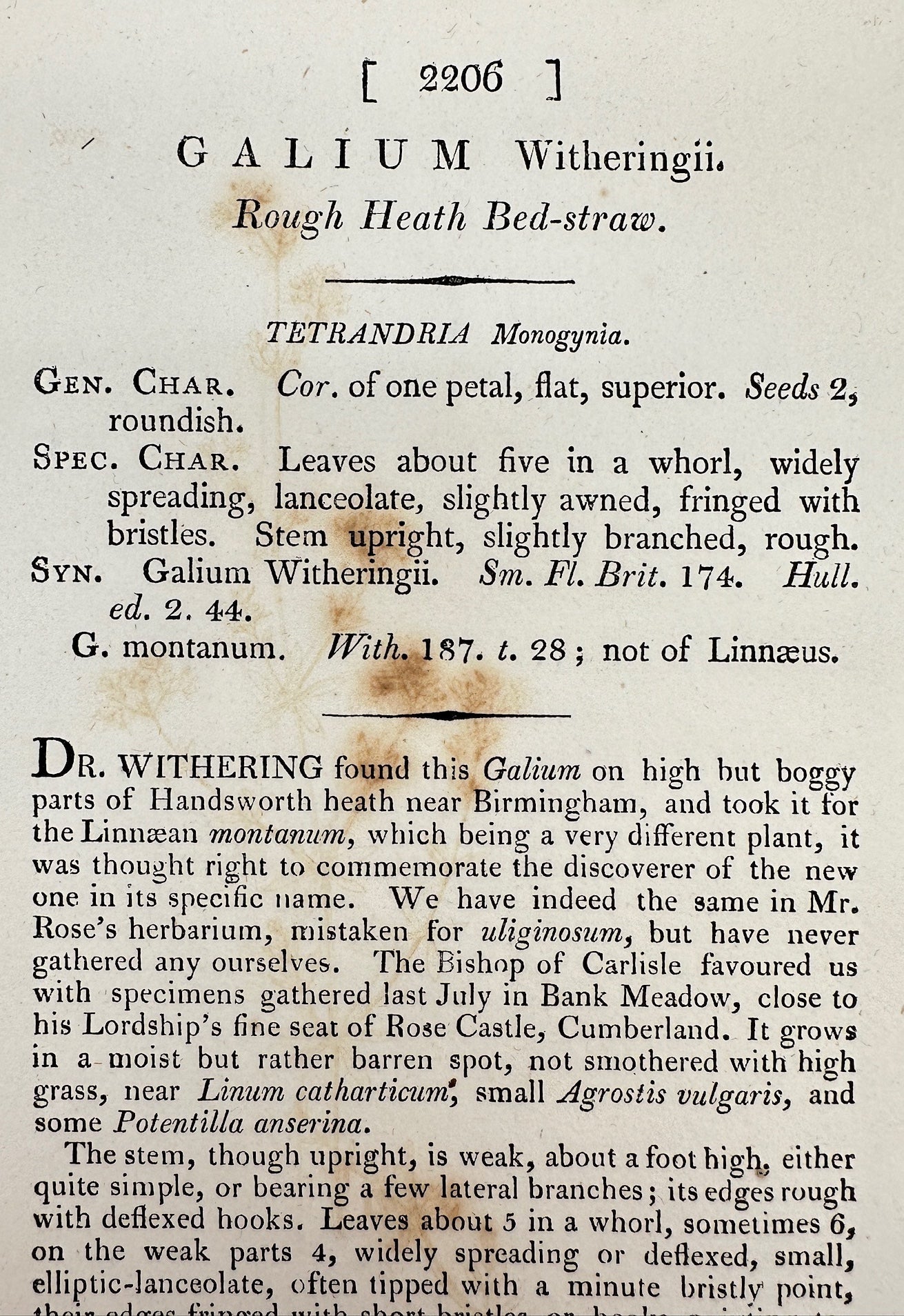 Antique Print - Sowerby - Galium Witheringii - Rough Heath Bed-straw - F1