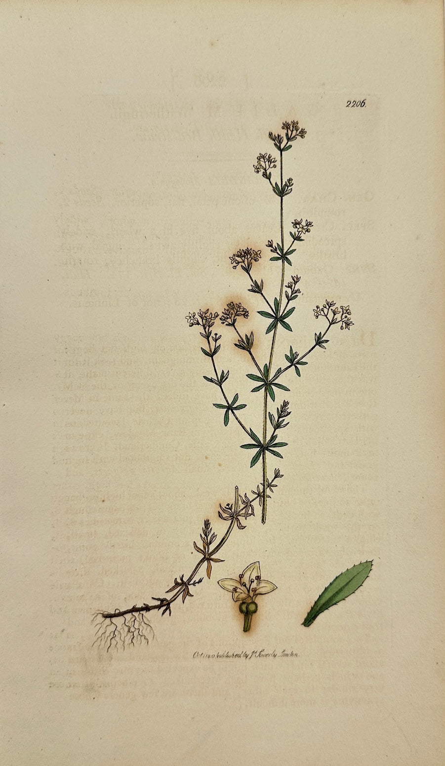 Antique Print - Sowerby - Galium Witheringii - Rough Heath Bed-straw - F1