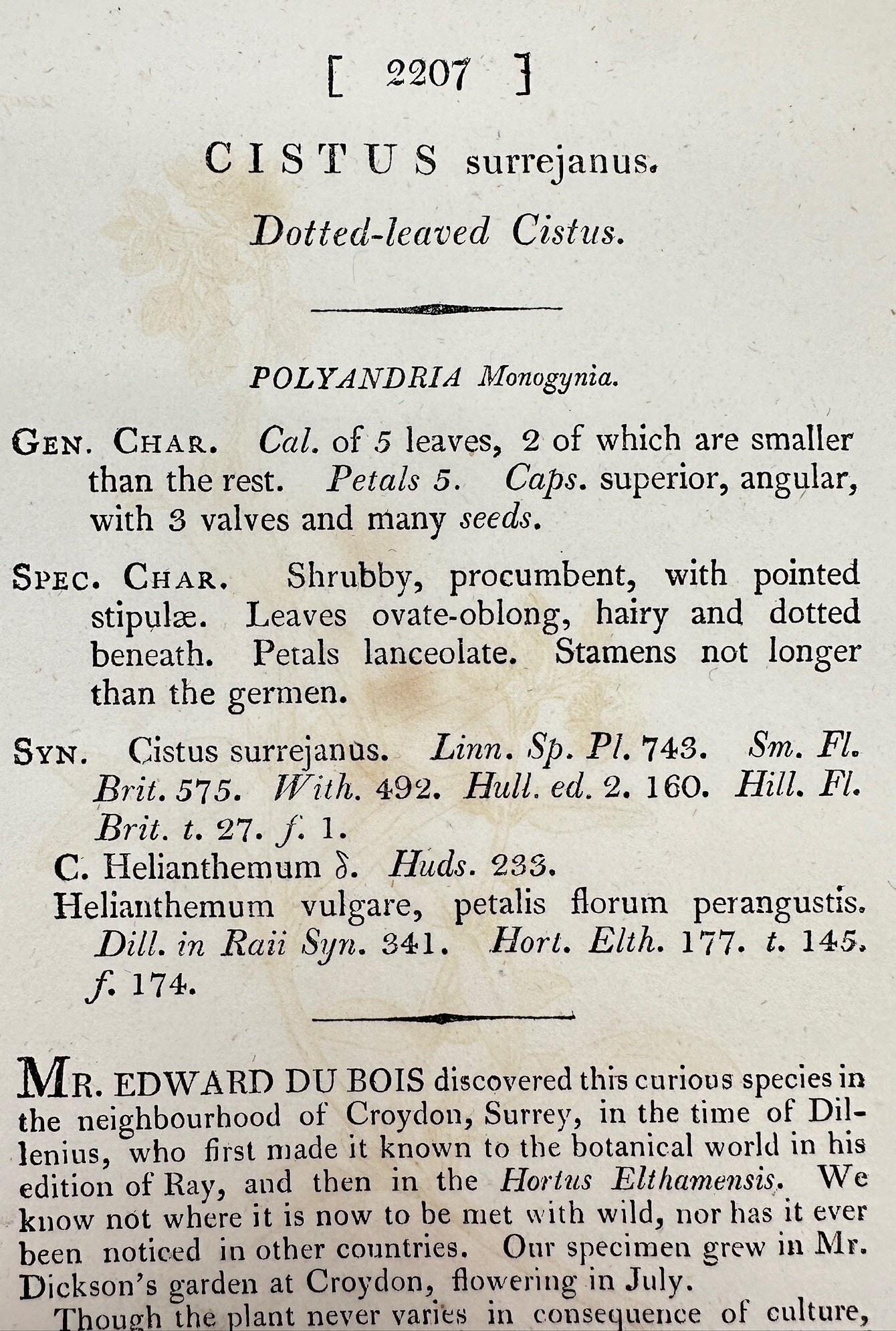 Antique Print - James Sowerby - Cistus Surrejanus - Dotted-leaved Cistus - F1