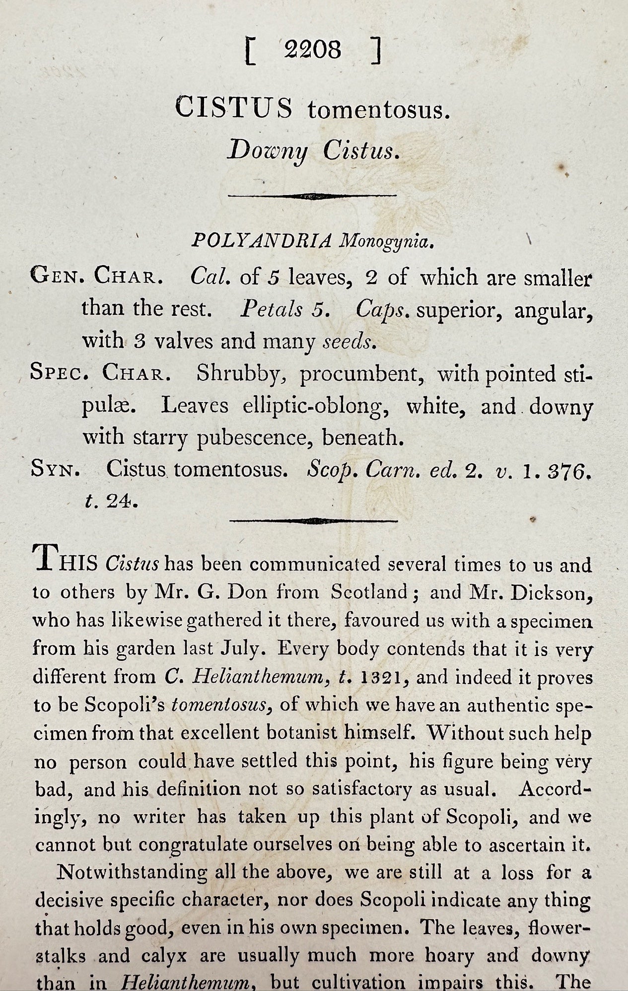 Antique Botanical Print - James Sowerby - Cistus Tomentosus - Downy Cistus - F1