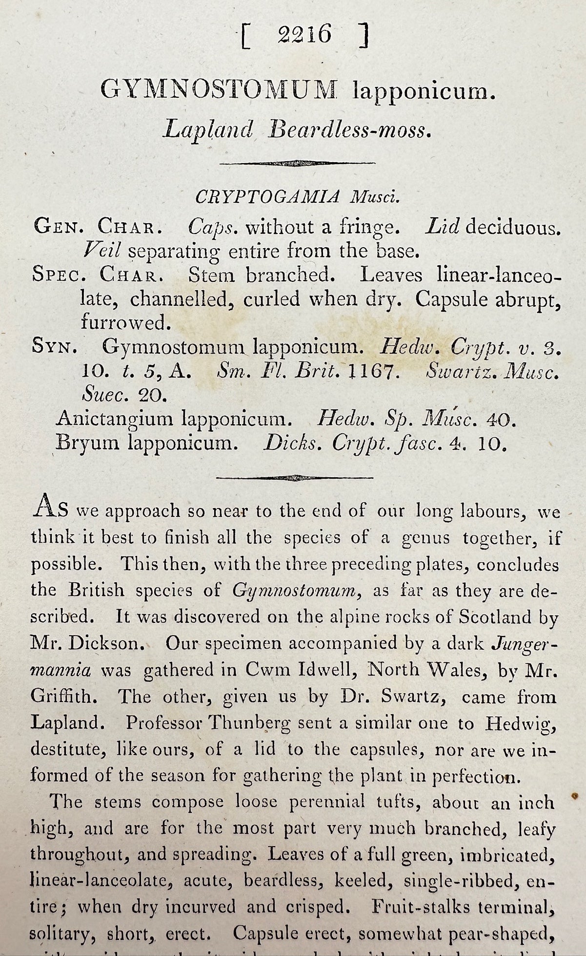 Antique Print - Sowerby - Gymnostomum Lapponicum - Lapland Beardless-moss - F1