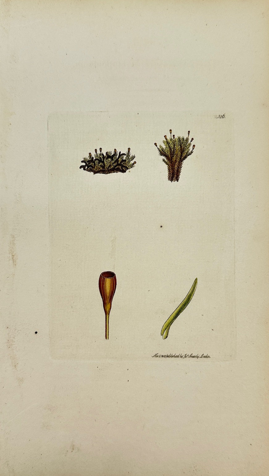 Antique Print - Sowerby - Gymnostomum Lapponicum - Lapland Beardless-moss - F1