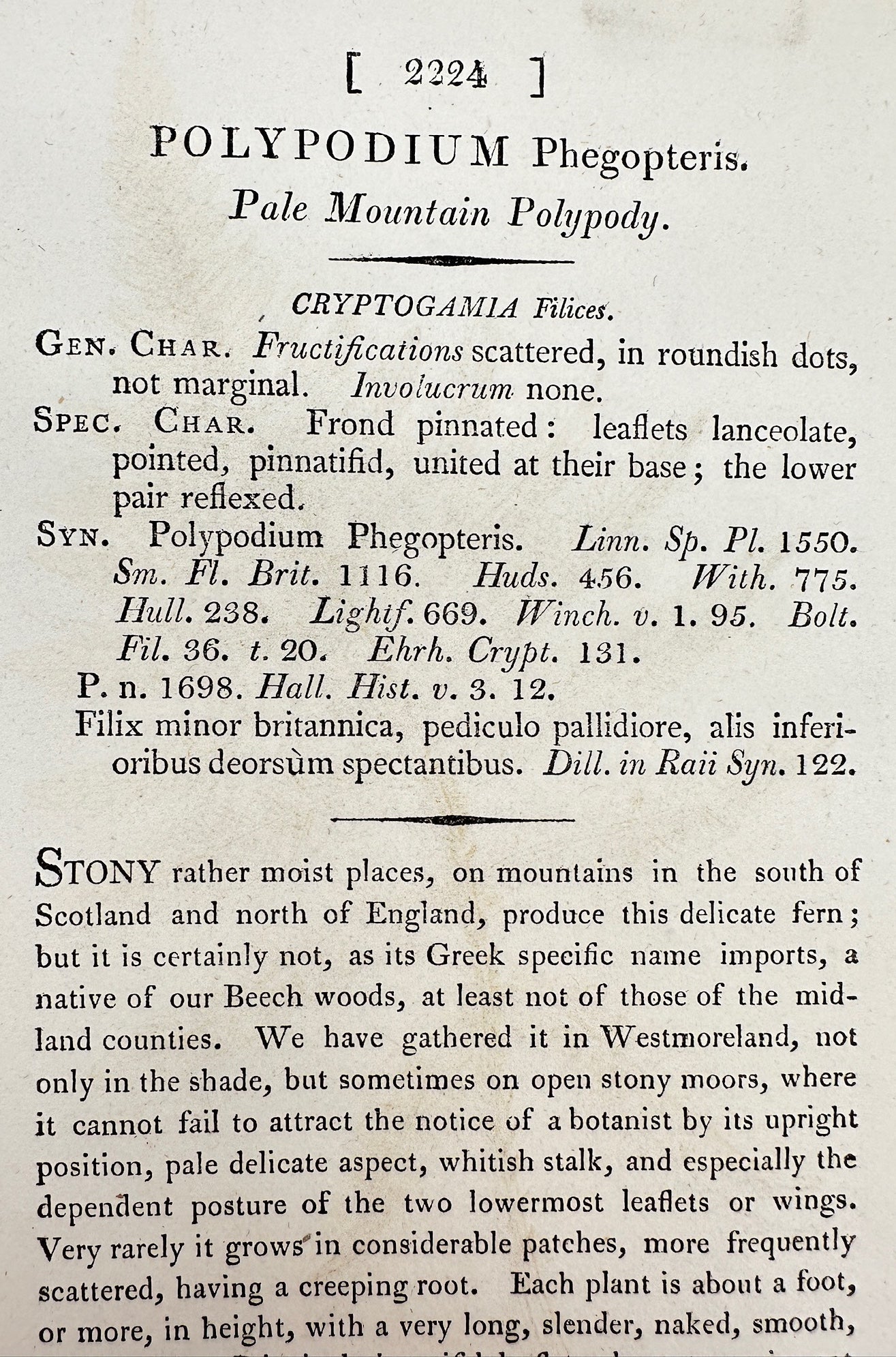 Antique Print - Sowerby - Polypodium Phegopteris - Pale Mountain Polypody - F1