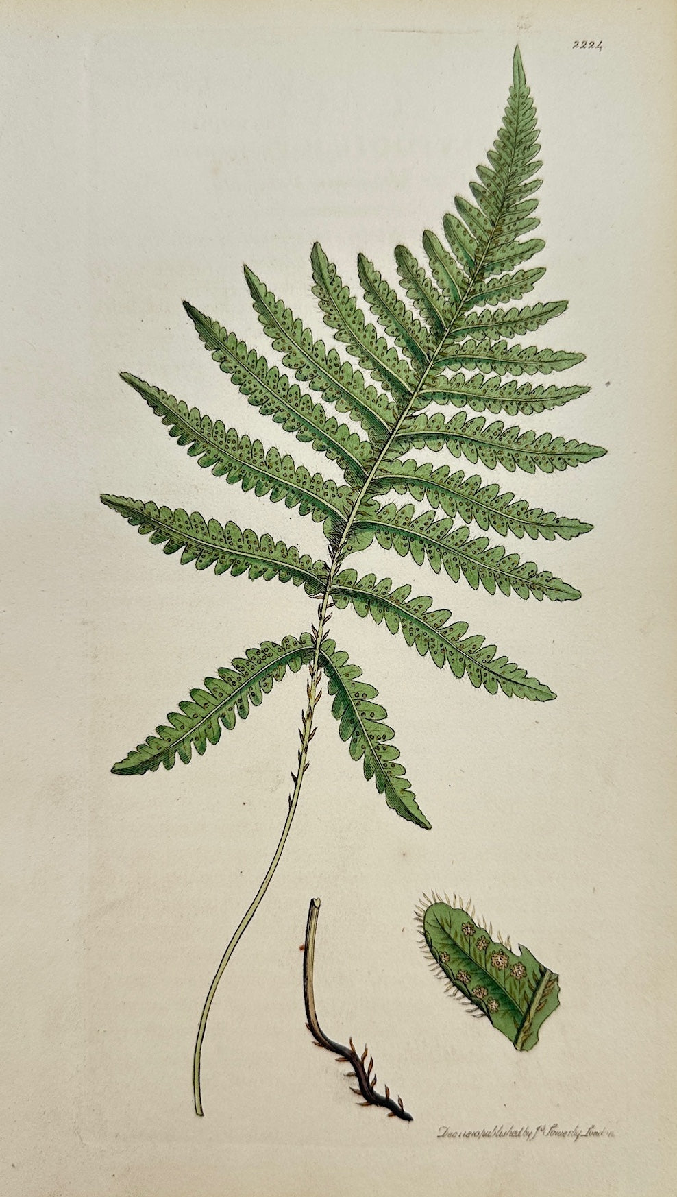 Antique Print - Sowerby - Polypodium Phegopteris - Pale Mountain Polypody - F1