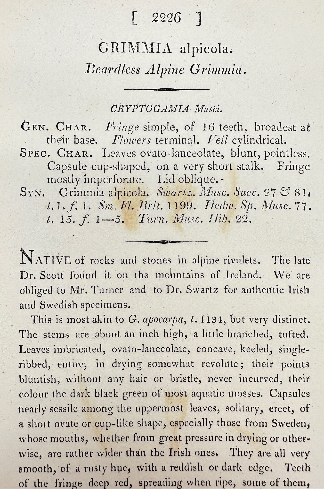 Antique Print - James Sowerby - Grimmia Alpicola - Beardless Alpine Grimmia - F1