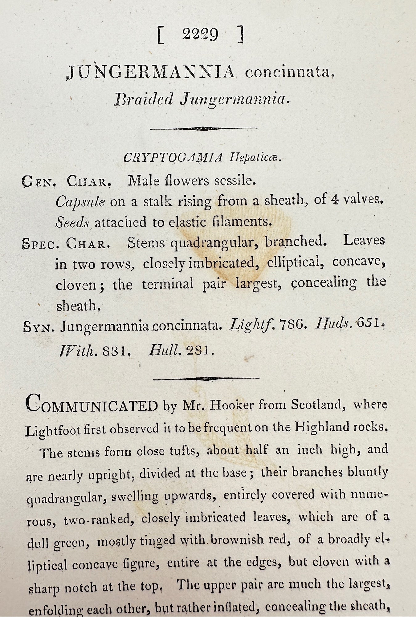 Antique Print - Sowerby - Jungermannia Concinnata - Braided Jungermannia - F1