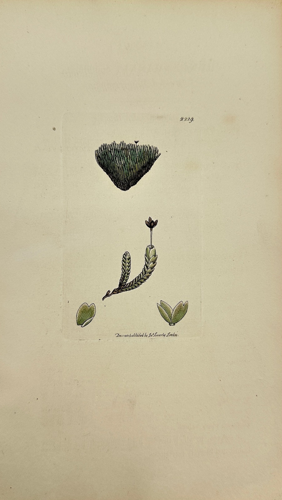 Antique Print - Sowerby - Jungermannia Concinnata - Braided Jungermannia - F1