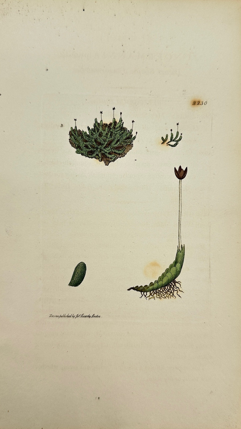 Antique Print - Sowerby - Jungermannia Pumila - Dwarf Simple Jungermannia - F1