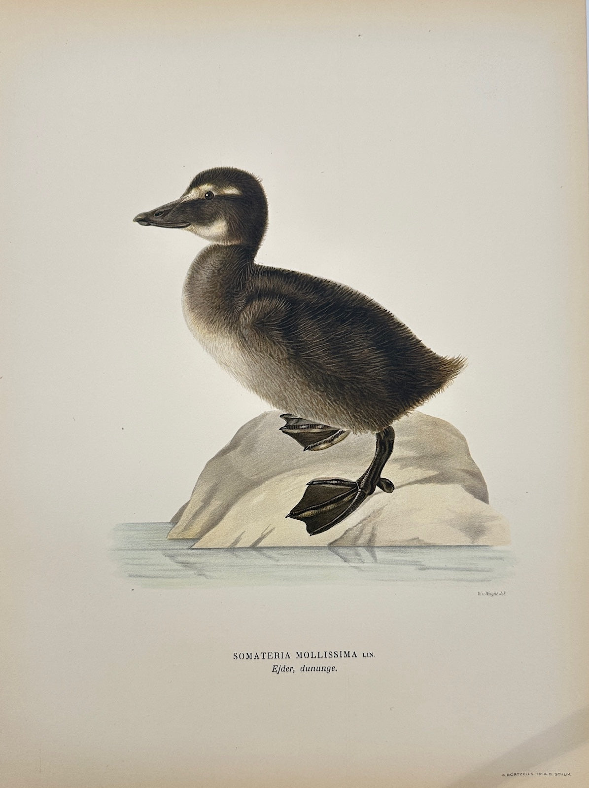 Antique Bird Print - Magnus von Wright - Somateria Mollissima - Eider Duck - F5